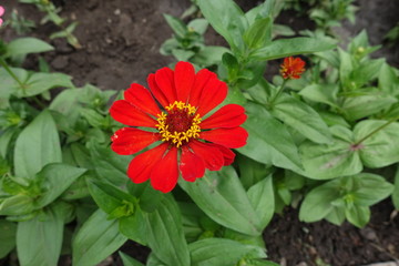 Single red flower head of zinnia elegans