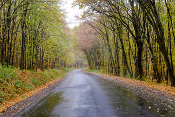 empty road leads across colorful autumn forest