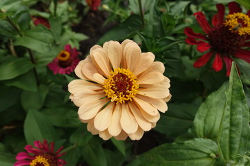 View of apricot colored flower of zinnia from above