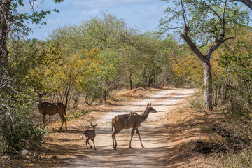 Greater kudu in Kruger National park, South Africa ; Specie Tragelaphus strepsiceros family of Bovidae