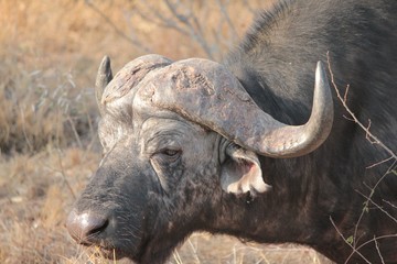 Obraz premium Afrika Botswana Natur Tiere