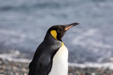 Fototapeta na wymiar Close-up of a King Penguin in Salisbury Plain on South Georgia in Antarctica