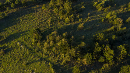 Perpendicular aerial view of a thick forest. The trees are on the slopes of a mountain and the green leaves of the plants cover the view of the undergrowth on this beautiful summer day of November.