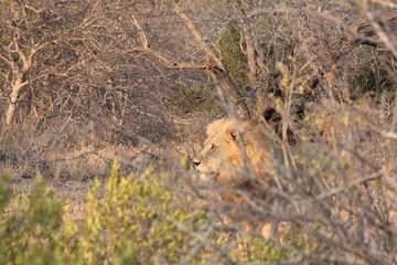 Fototapeta na wymiar Afrika Botswana Natur Tiere
