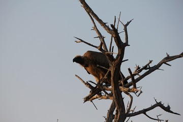 Afrika Botswana Natur Tiere