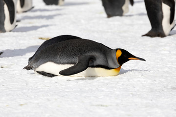 A king penguin has gone to rest on Salisbury Plain on South Georgia in Antarctica