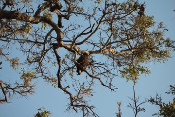 Afrika Botswana Natur Tiere