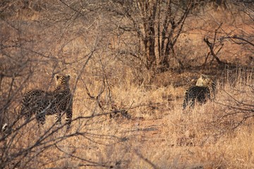 Afrika Botswana Natur Tiere