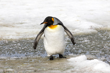A juvenile king penguin waddles in the slush on Salisbury Plain on South Georgia in Antarctica