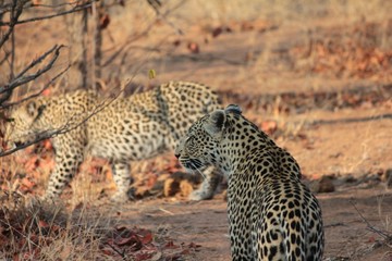 Afrika Botswana Natur Tiere