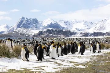 Fotobehang Een kolonie koningspinguïns op Salisbury Plain op South Georgia in Antarctica © Fredy Thürig