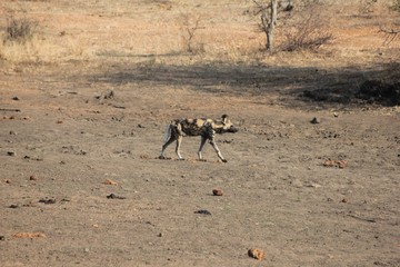 Afrika Botswana Natur Tiere