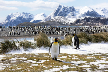 Two king penguins are in the foreground in front of their colony on Salisbury Plain on South Georgia in Antarctica © Fredy Thürig