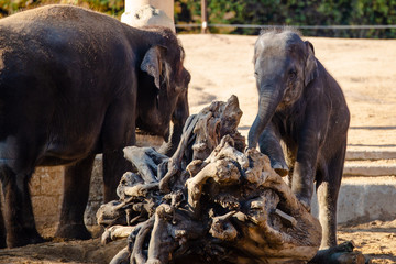 Fototapeta premium Elefant 1