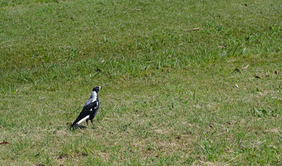 Magpie bird on green grass