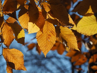 Fototapeta na wymiar intense sunlit foliage