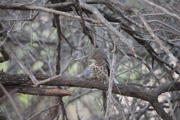 Afrika Botswana Natur Tiere