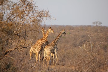 Afrika Botswana Natur Tiere