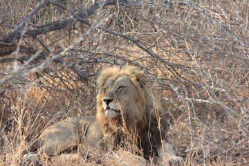Afrika Botswana Natur Tiere