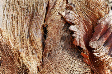 Bark of Phoenix dactylifera, date or date palm trees close up