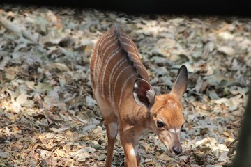 Afrika Botswana Natur Tiere