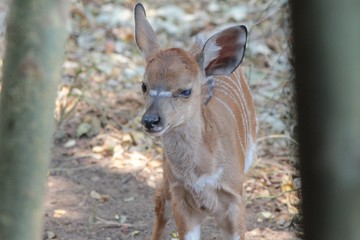 Afrika Botswana Natur Tiere