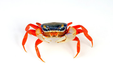 Harlekinkrabbe (Cardisoma armatum) - rainbow crab