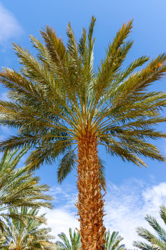 Phoenix dactylifera, date or date palm tree in Arava and Negev desert, Israel, cultivation of sweet delicious Medjool date fruits