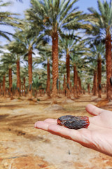 Plantation of Phoenix dactylifera, commonly known as date or date palm trees in Arava and Negev...