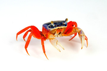 Harlekinkrabbe (Cardisoma armatum) - rainbow crab © bennytrapp