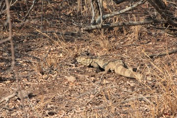 Afrika Botswana Natur Tiere
