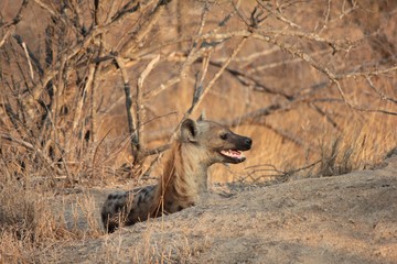 Afrika Botswana Natur Tiere
