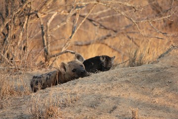Afrika Botswana Natur Tiere