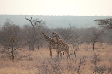Afrika Botswana Natur Tiere