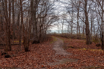 Obraz premium Late Fall Walk