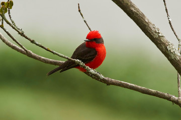Männliches Rubinköpfchen