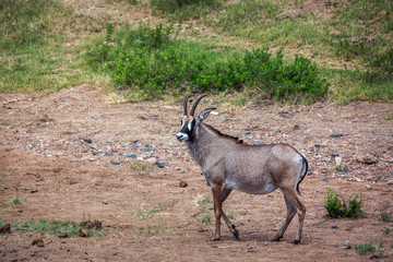 Roan antelope walking in savannah in Kruger National park, South Africa ; specie Hippotragus equinus family of bovidae