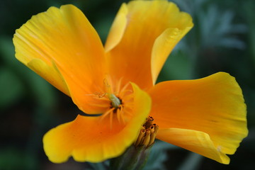 Obraz na płótnie Canvas orange flower