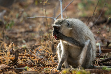 Vervet monkey eating seeds in the bush in Kruger National park, South Africa ; Specie Chlorocebus pygerythrus family of Cercopithecidae