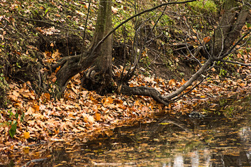 Shore with autumn yellow leaves and old trees