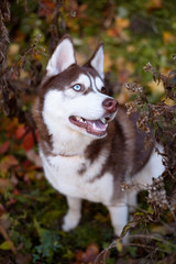 Close-up Portrait of adorable brown copper and white siberian husky dog with brown blue eyes sitting in the bushes autumn. Colorful dog portrait