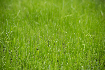 Simple background with real green grass