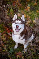 Close-up Portrait of adorable brown copper and white siberian husky dog with brown blue eyes sitting in the bushes autumn. Colorful dog portrait