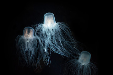 Sea Wasp