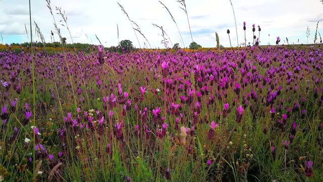 Campo repleto de flores silvestres  cantueso ( Lavandula stoechas) meciendose con el aire