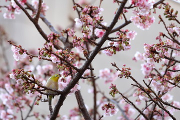 早咲き桜とメジロ