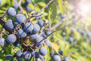 wild plum on a branch