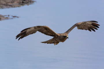 Wahlberg's Eagle flying in front view in Kruger National park, South Africa ; Specie Hieraaetus wahlbergi family of Accipitridae