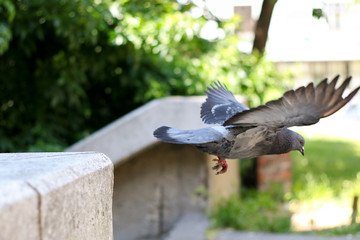 pigeon flying in the city