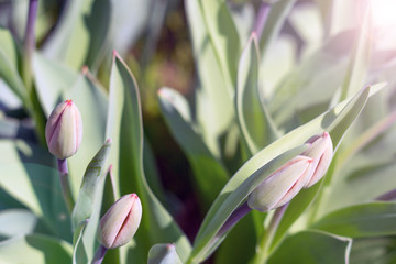 early green tulips
